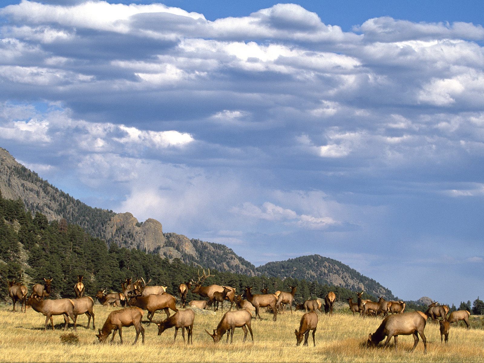 Elk Herd Desktop Pc And Mac Wallpaper