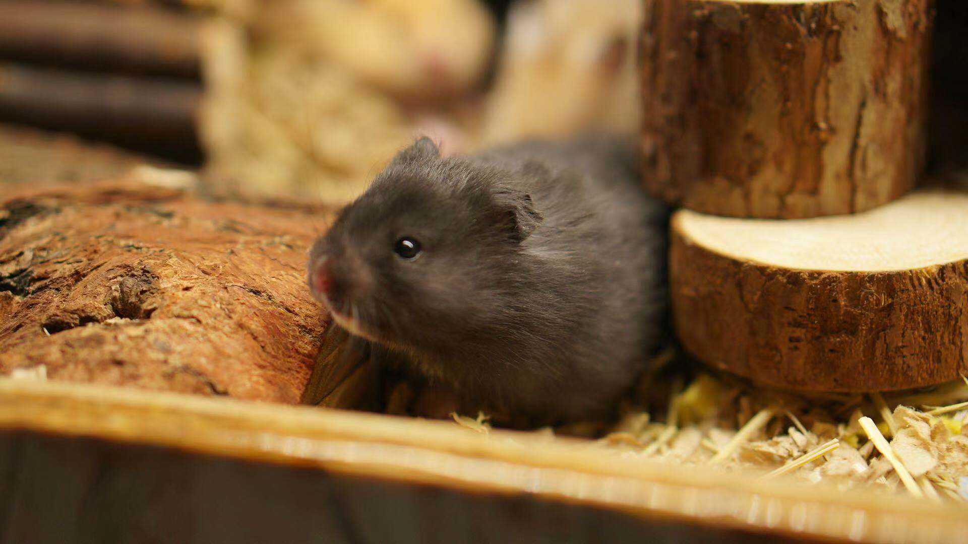 Hamster Wallpaper