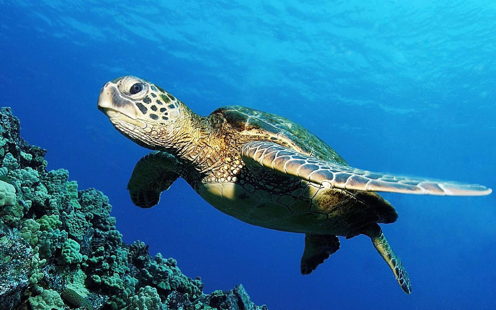 Tortoise Deep Sea Wallpaper Jpg