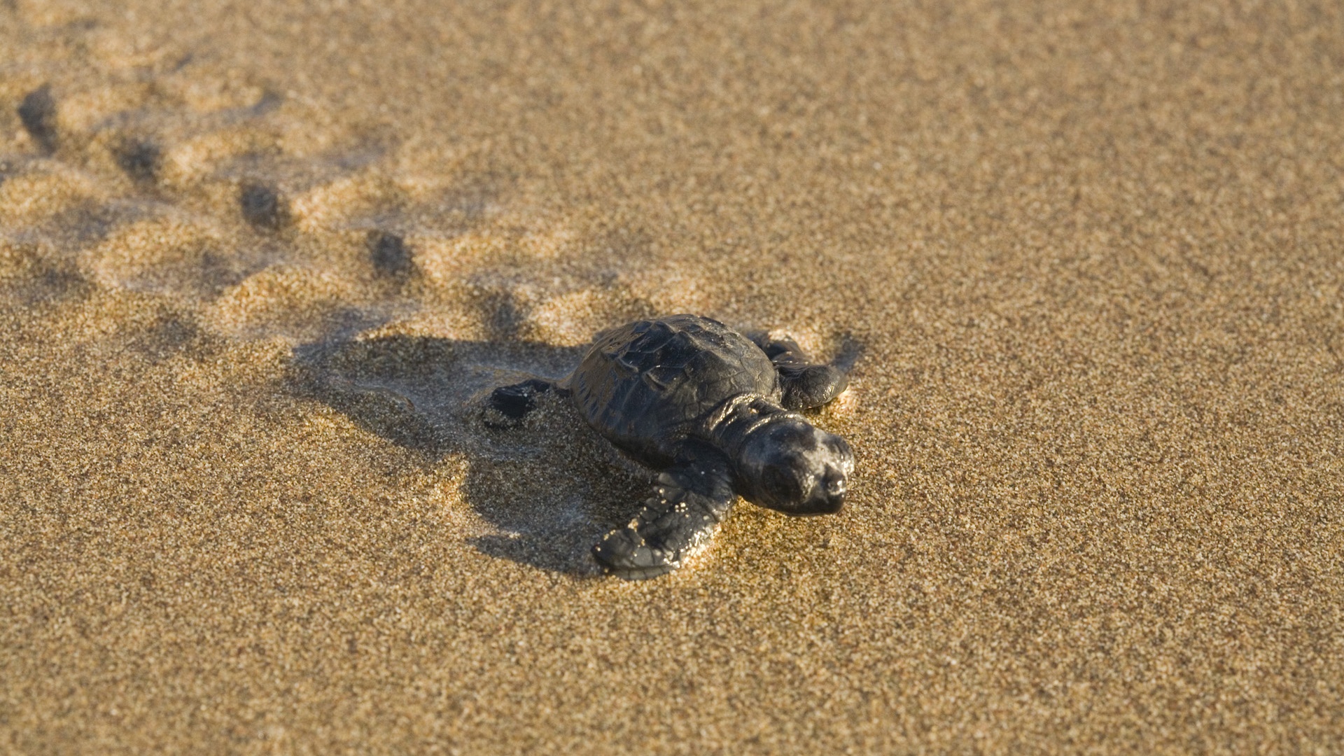 Turtle On The Beach Wallpaper Baby Background