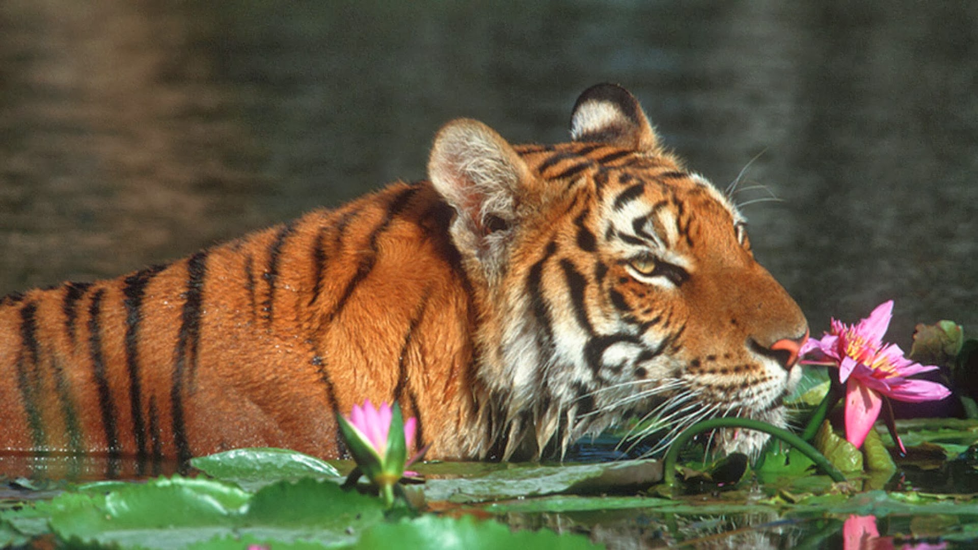 Pin Bengal Tiger Wallpaper Desktop
