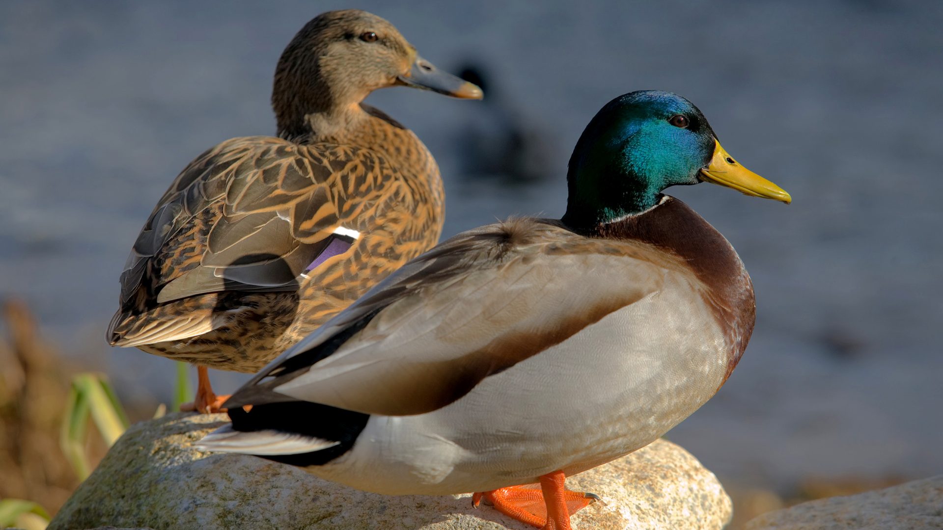 Mallard Duck Desktop Wallpaper HD Resolution
