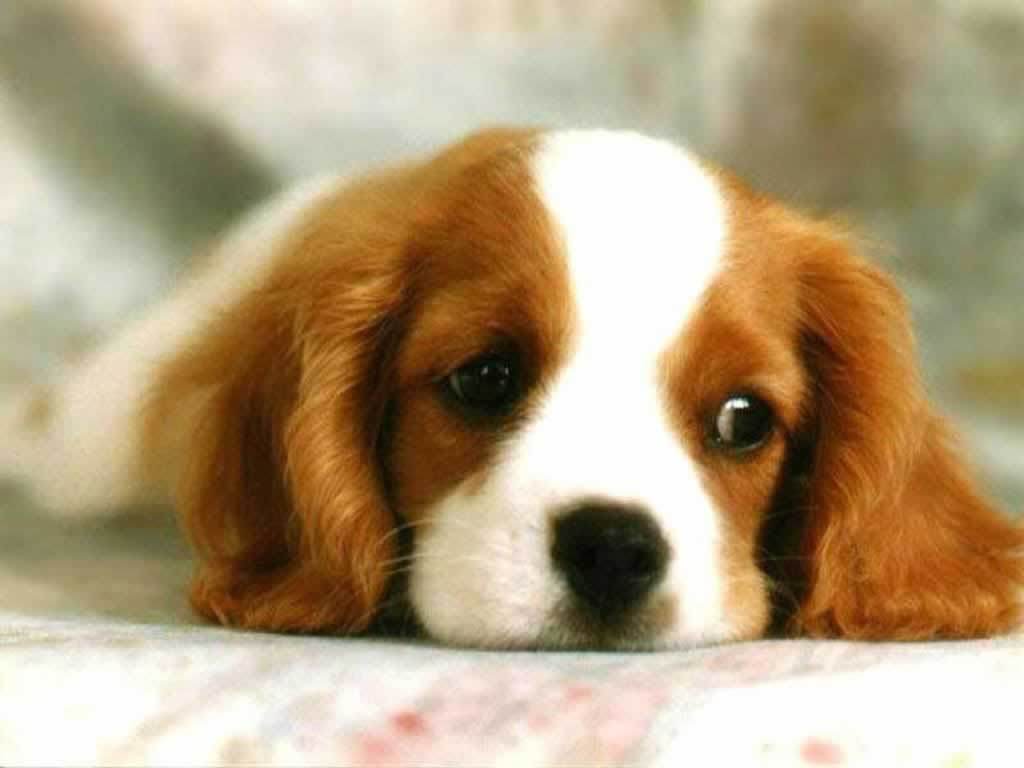 cute puppy beagle puppy dogs and puppies puppies wallpaper
