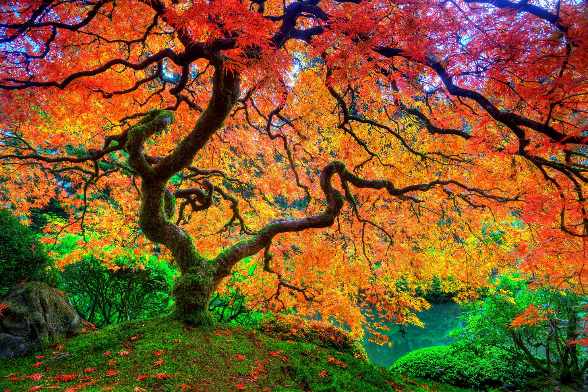 k desktop wallpapers Beautiful Naturemaple beauty autumn