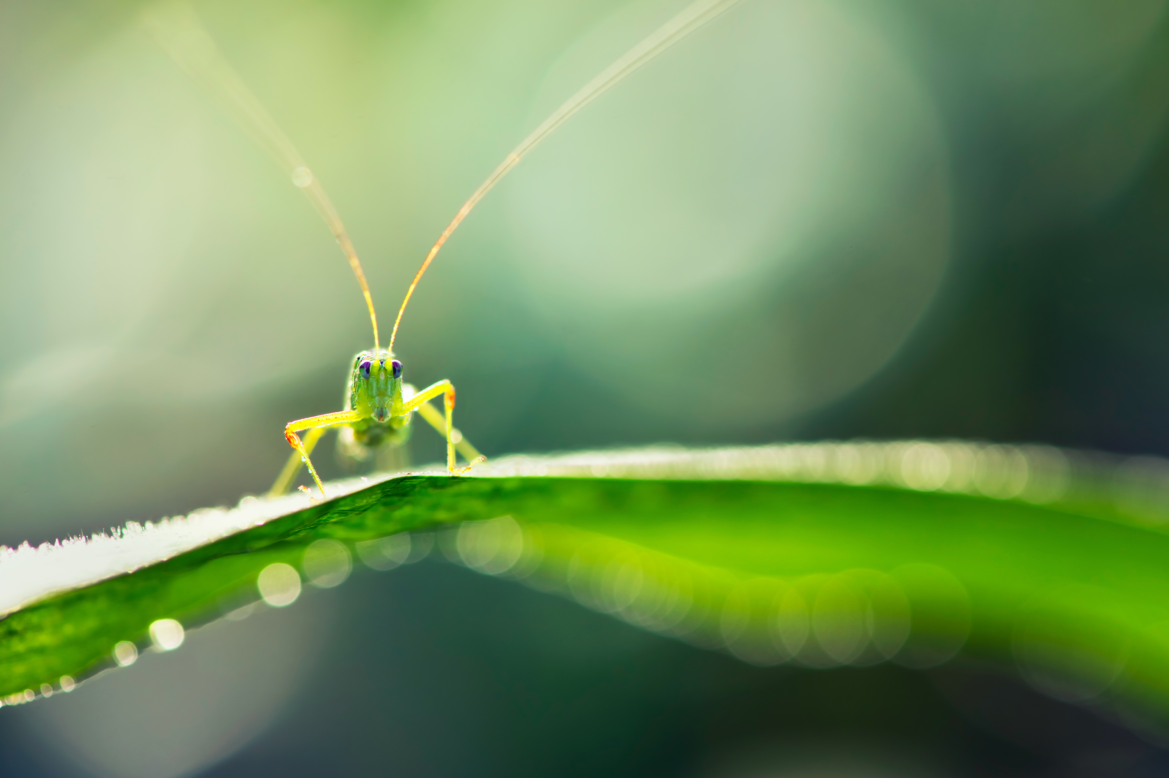 Grasshopper Puter Wallpaper Desktop Background