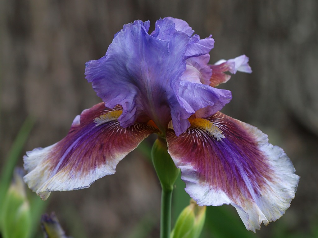 Iris Flower Wallpaper Weddingdressin