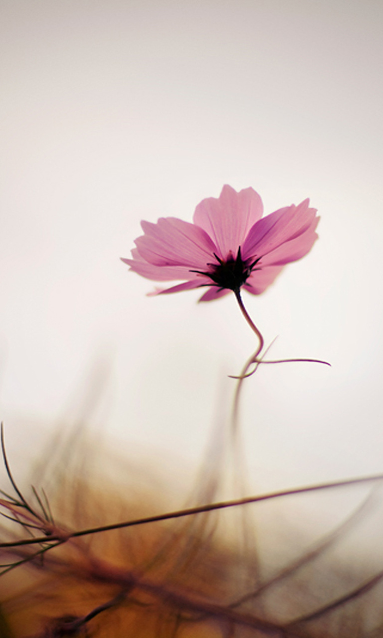 HD Pink Flower Lumia Wallpaper