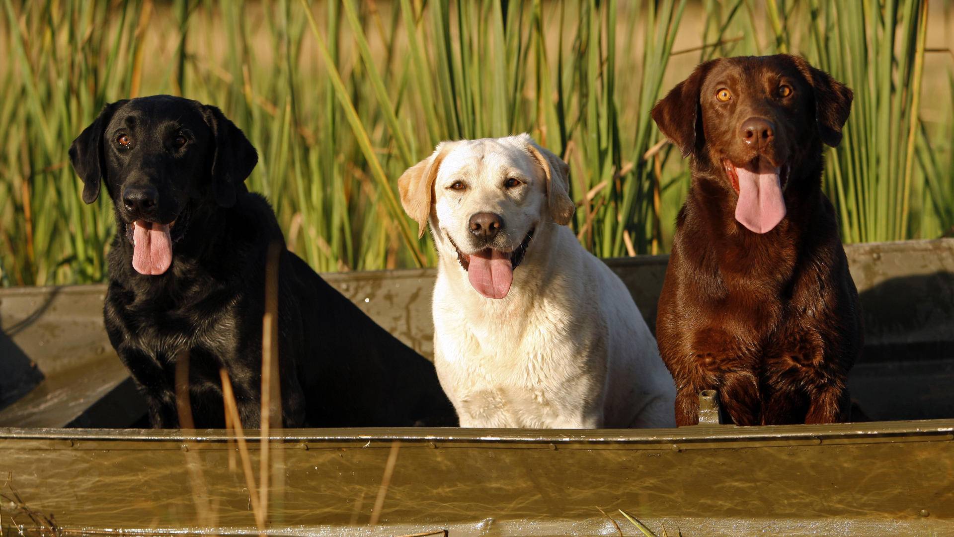 Big Dogs Wallpaper