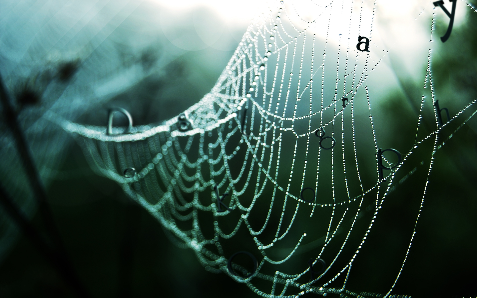 Wet Spider Web Desktop Pc And Mac Wallpaper