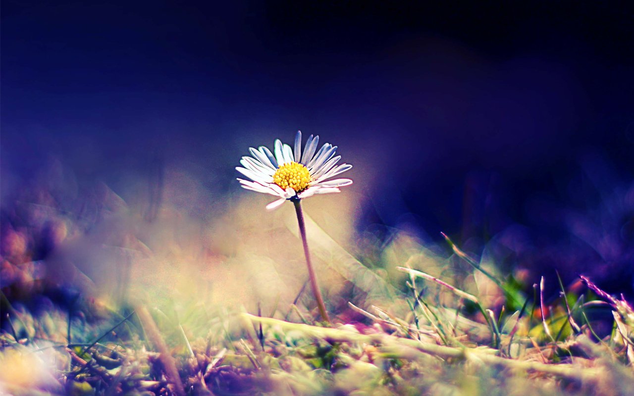 HD Daisy Wallpapers Download Wallpapers in HD for your Desktop 1280x800