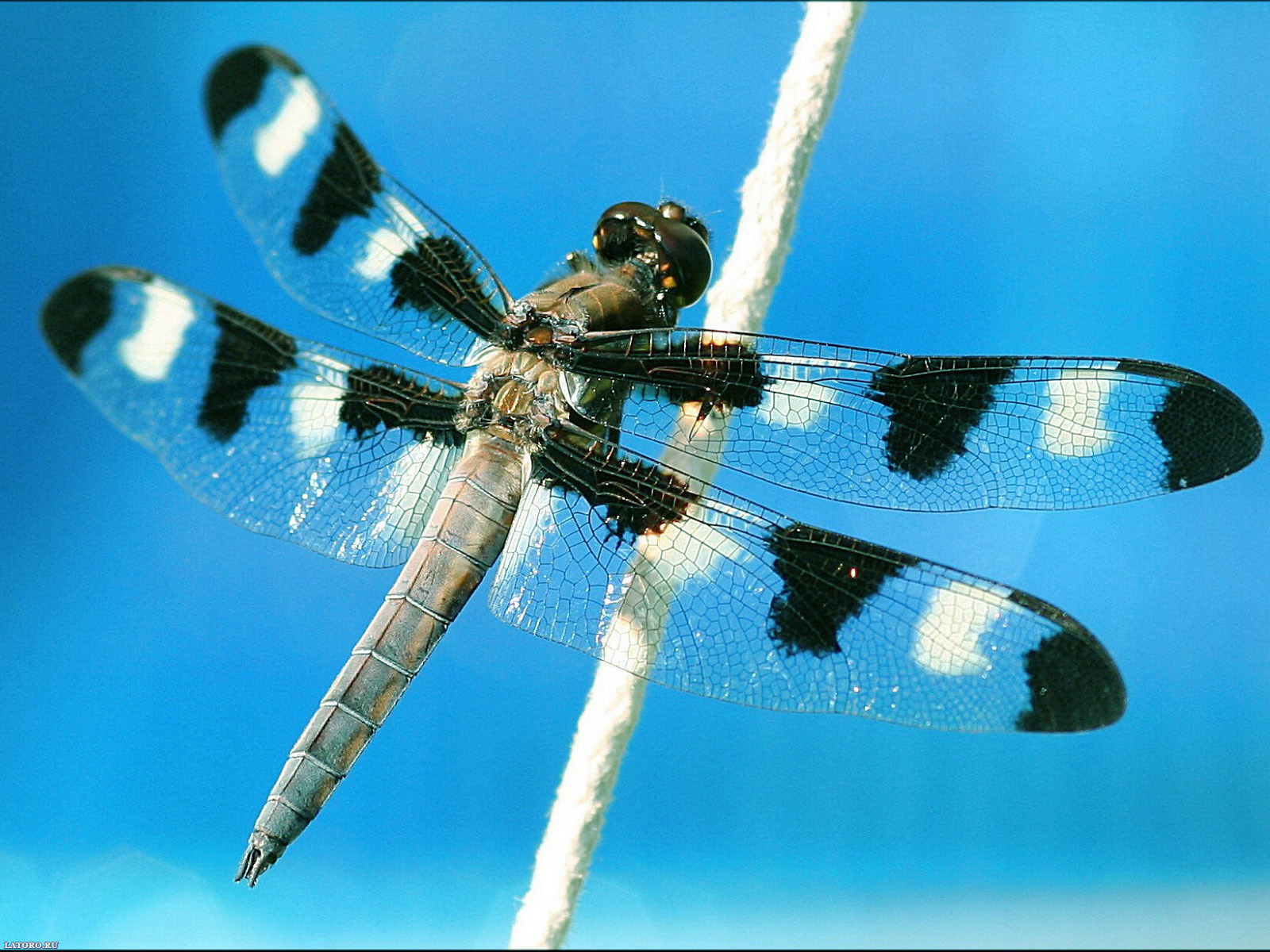 Dragonfly Desktop Wallpaper On Latoro