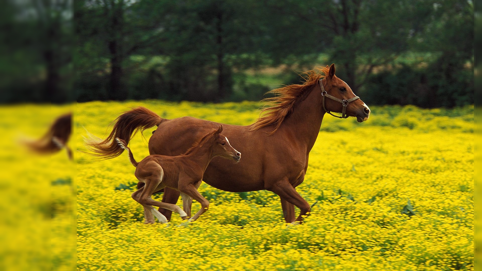 Baby Horse Background HD Wallpaper