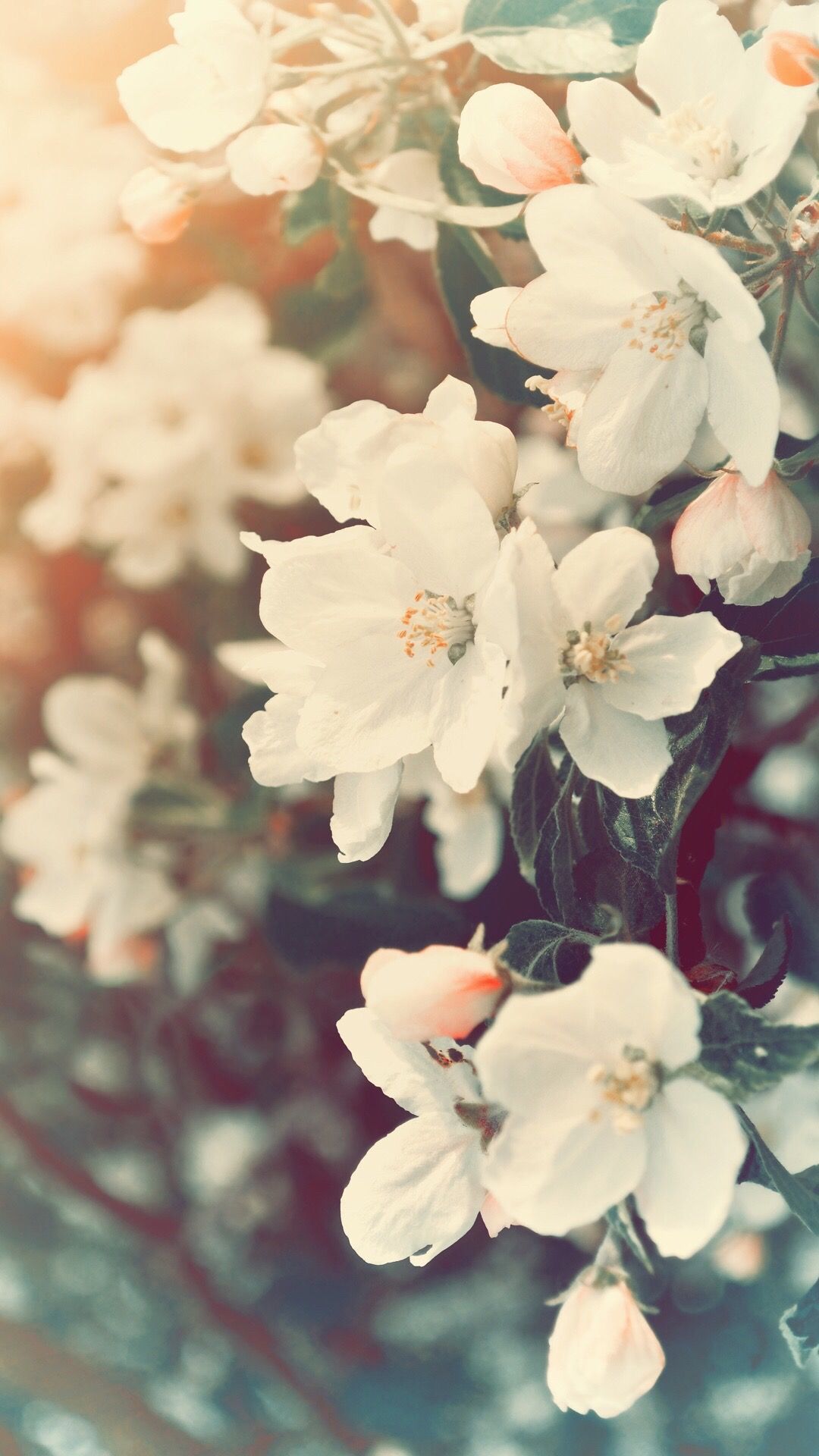 White Flower iPhone Wallpaper