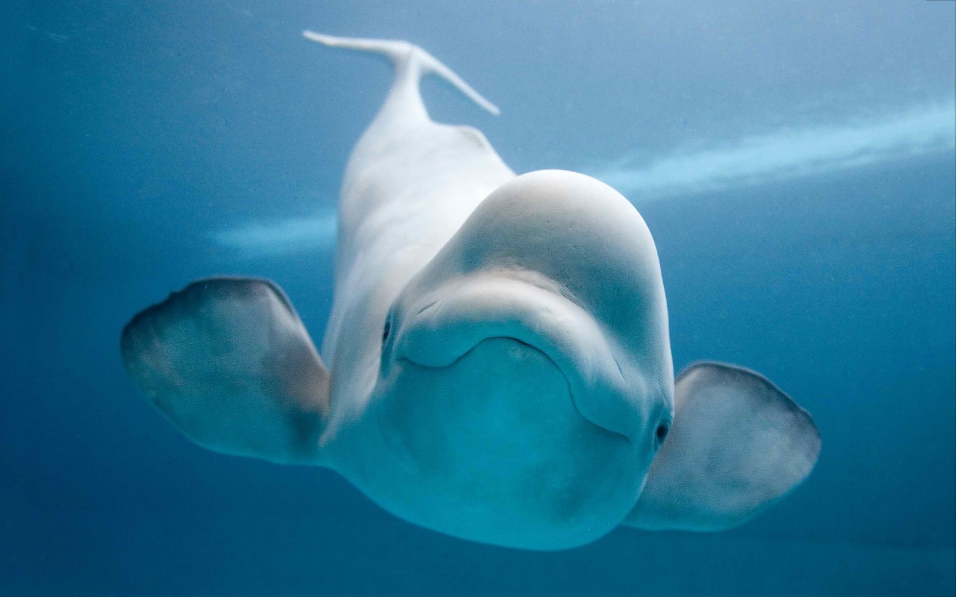 Beluga Whale Wallpaper Pictures Photos Image