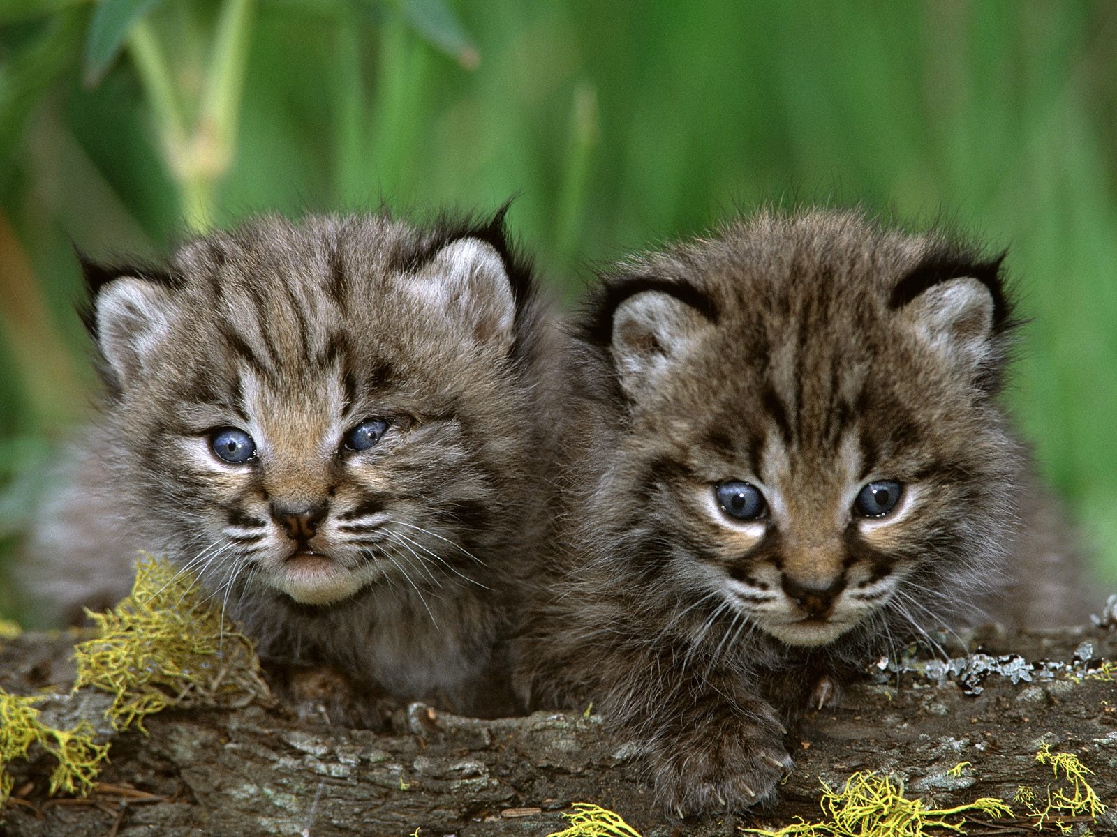 HD Bobcat KittensHD Wallpaper Cute Baby Animals