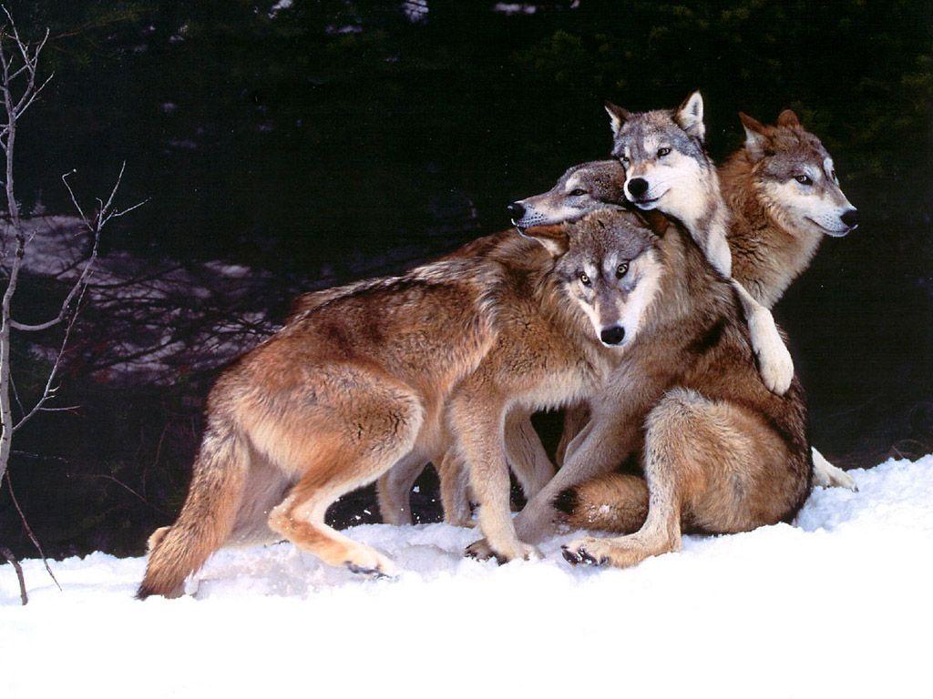 Animal Wolves Wolf Pack Photos Pictures Animals