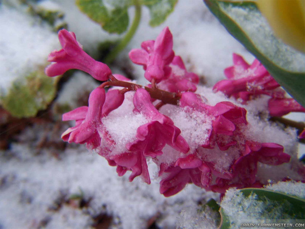 Quotes About Winter Flowers