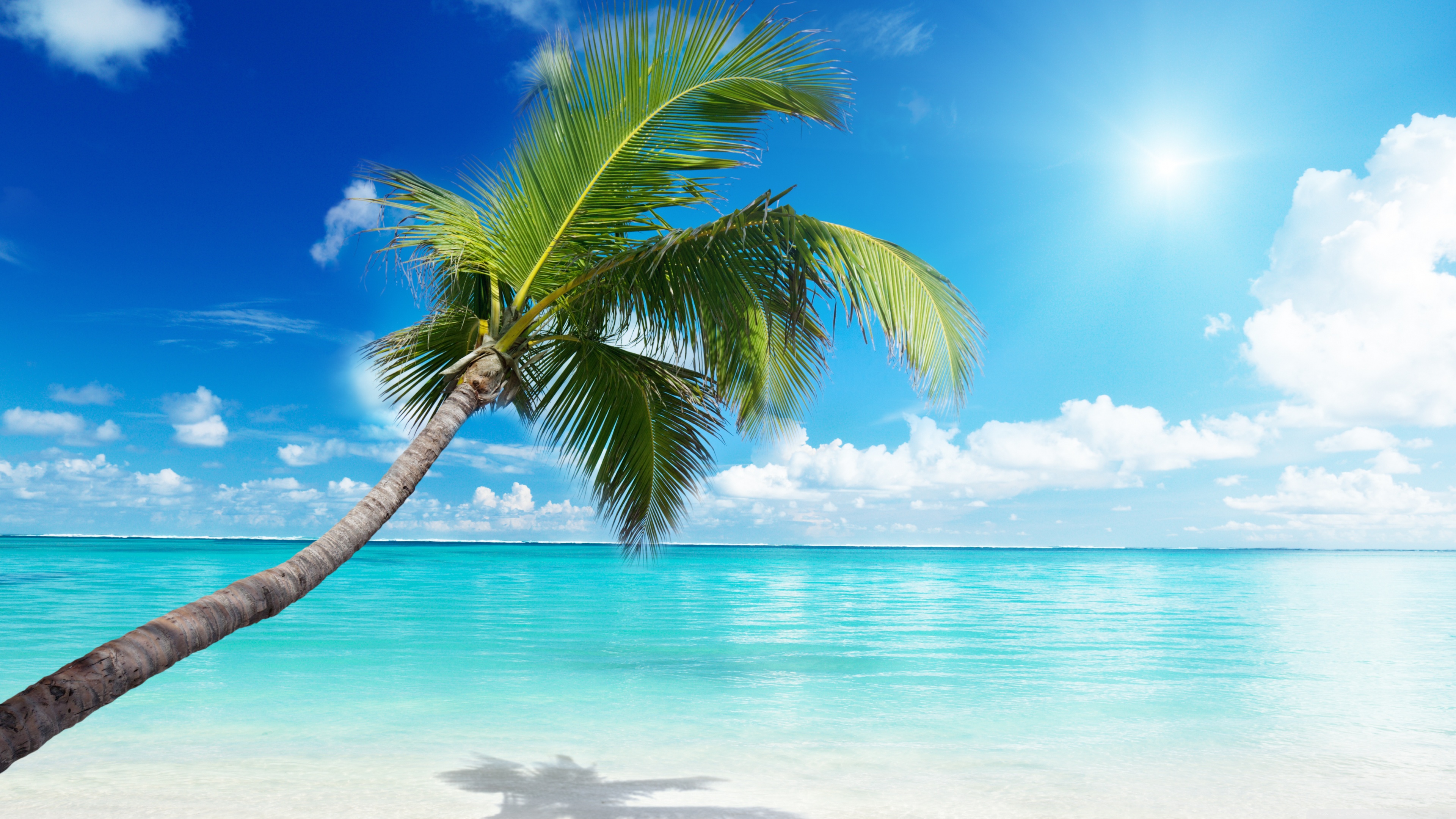 Palm Tree Beach 4K HD Desktop Wallpaper for 4K Ultra HD TV