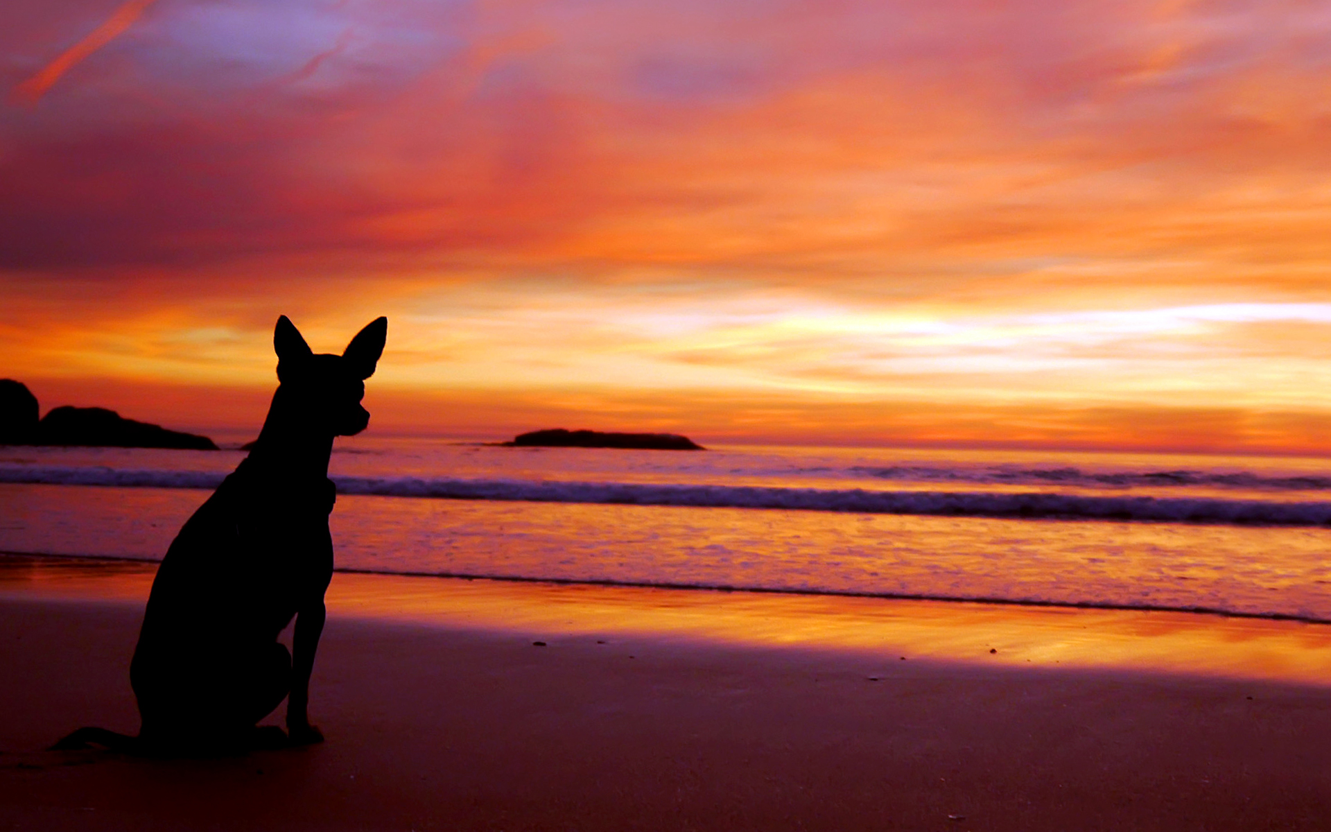 Cool Dog See Sunset Wallpaper HD