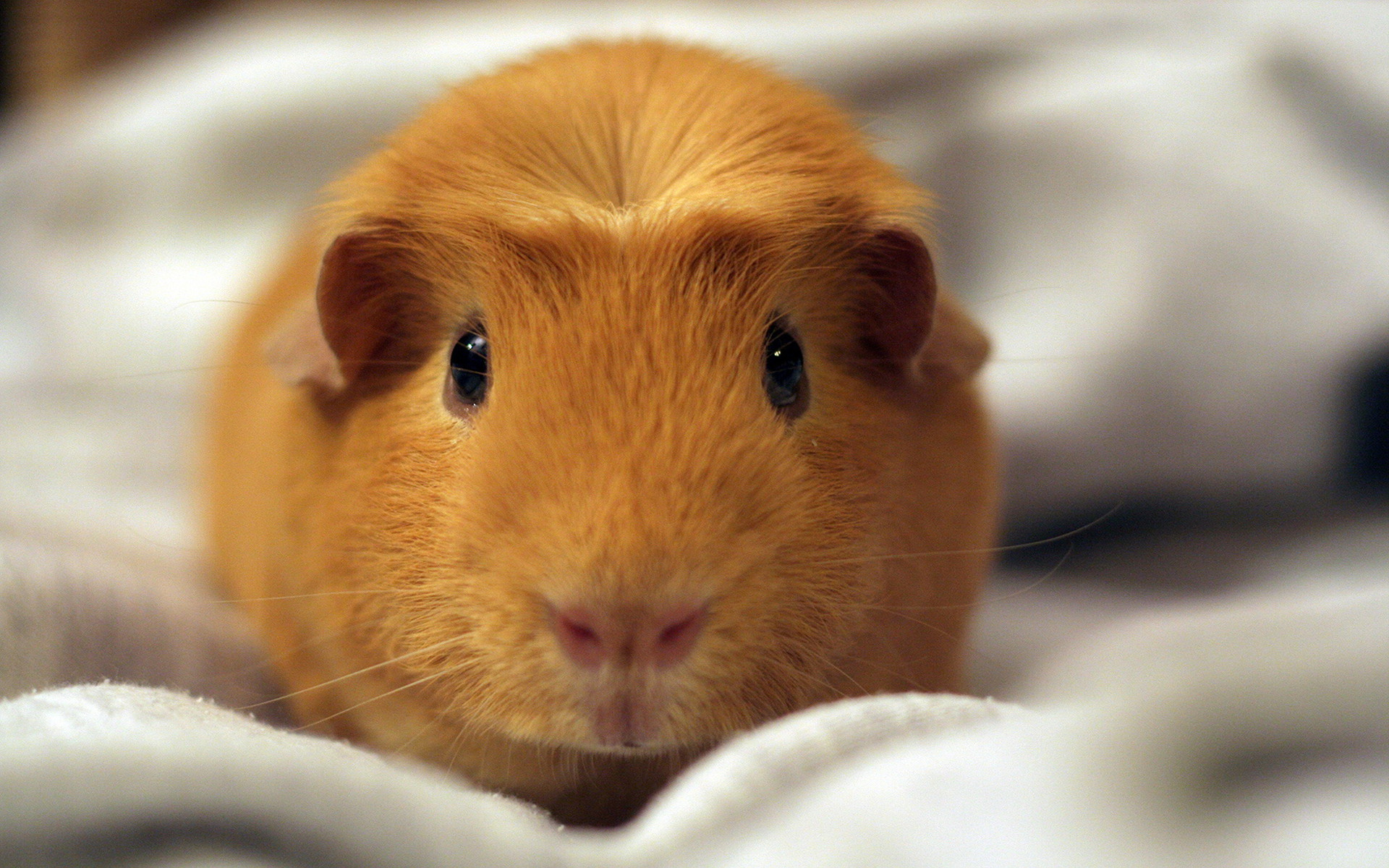 Cute Hamster Wallpaper Image