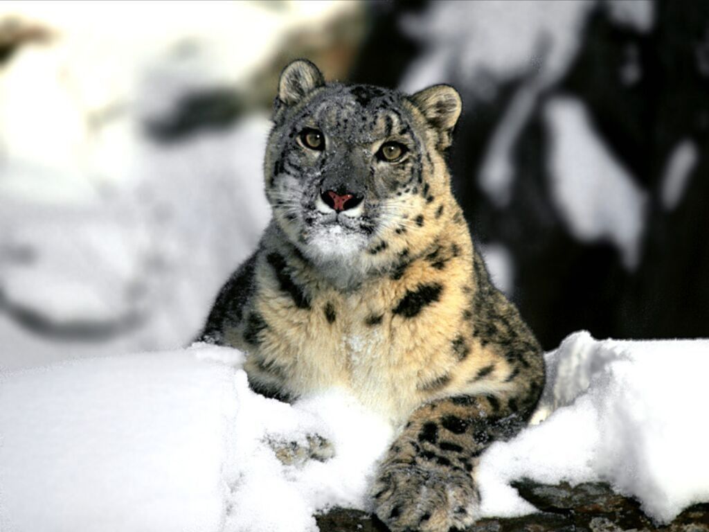 Relaxing Snow Leopard   HD Wallpaper HD Wallpapers Source 1024x768