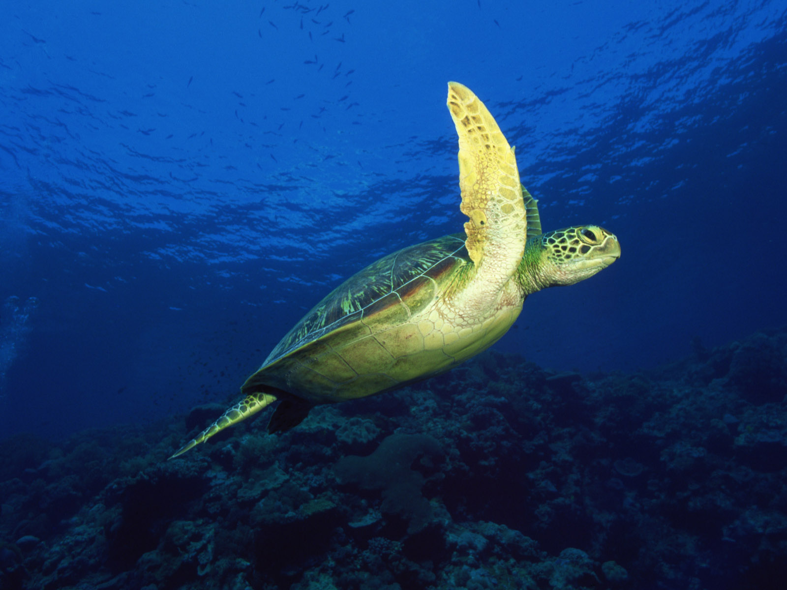 Green Sea Turtles Wallpaper Funny Pictures Image