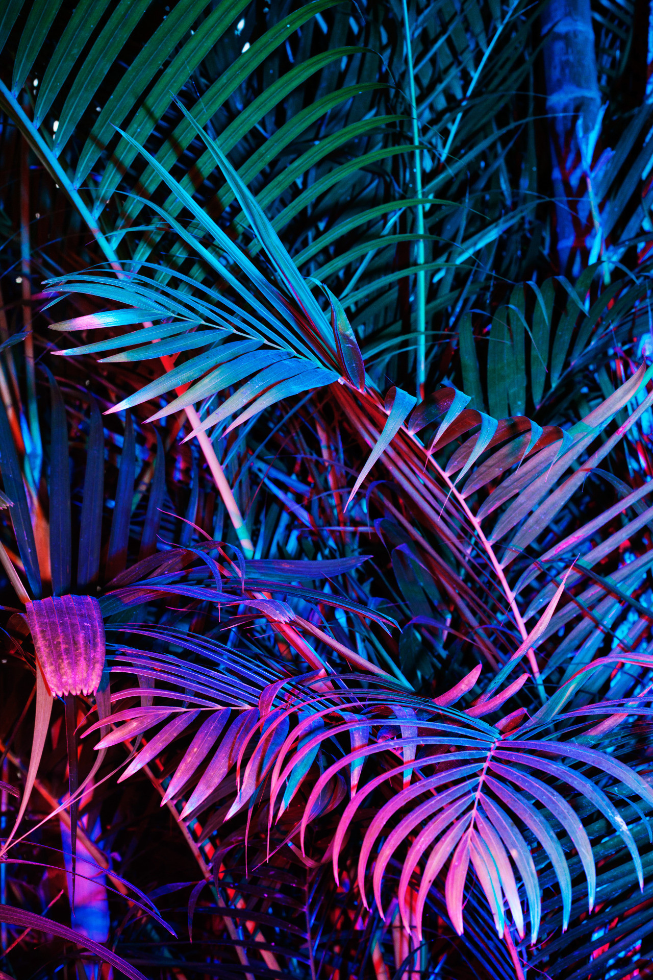 Neon Color Wallpaper