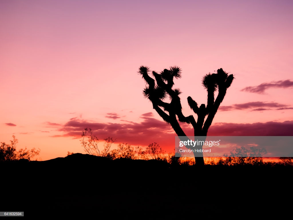 Silhouette Of Joshua Tree With Colourful Sunset Background At