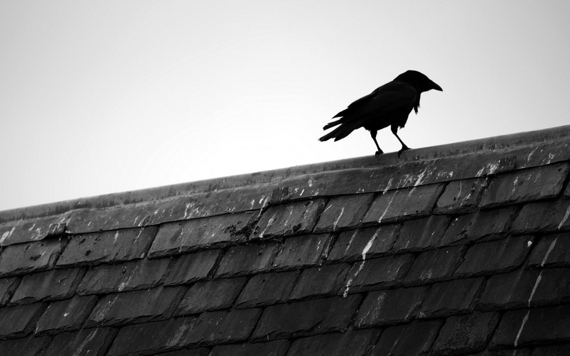 Black and white birds animals rooftops black bird raven wallpaper