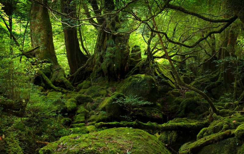 Category Nature HD Wallpaper Subcategory Forests