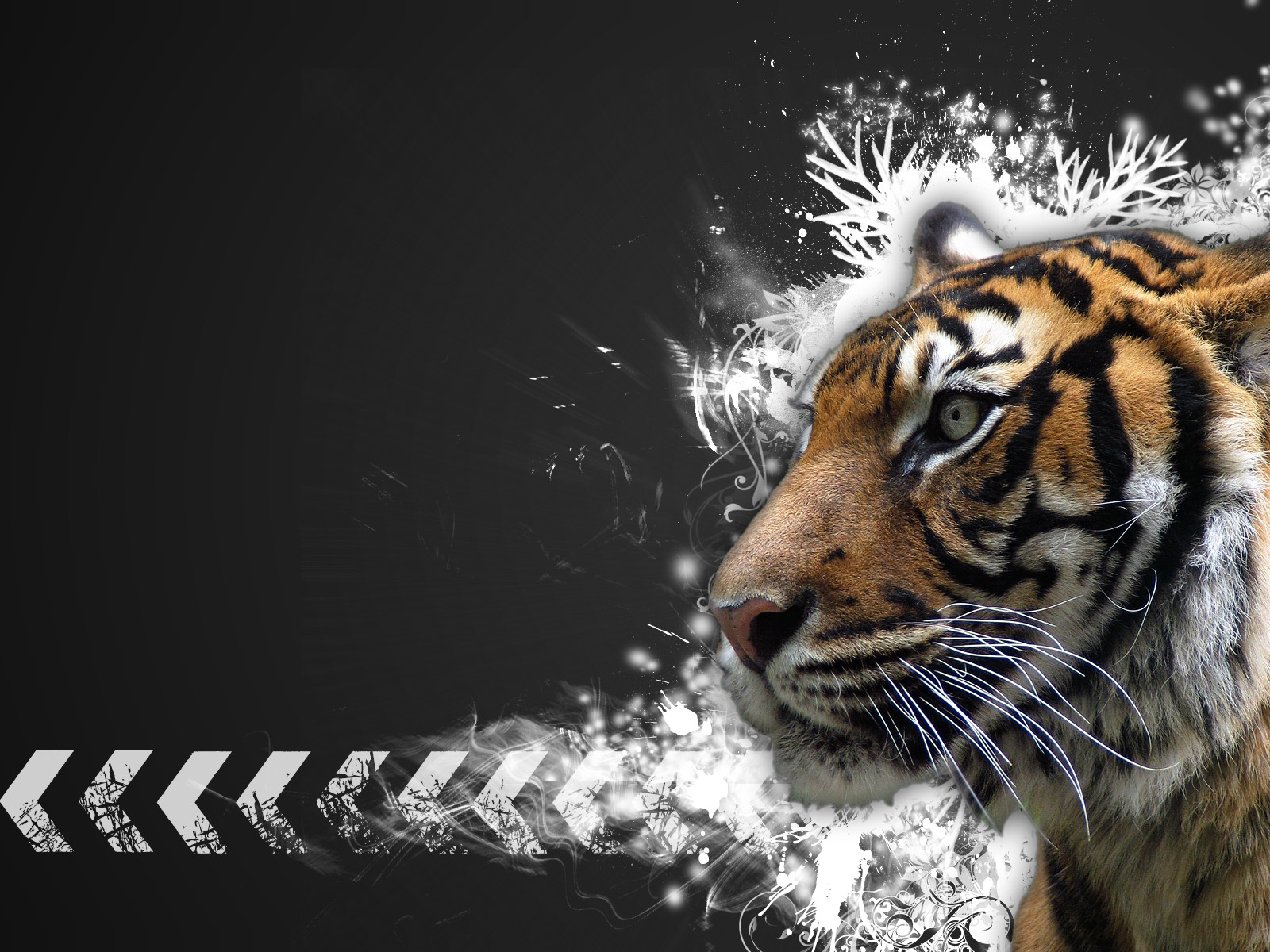 Cool Tiger Wallpaper Widescreen HD