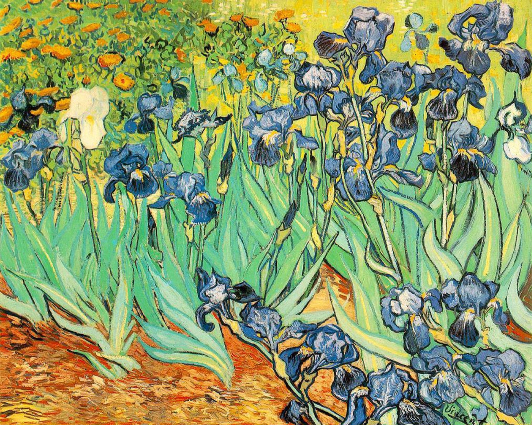 Van Gogh Irises Wallpaper And Image Pictures Photos