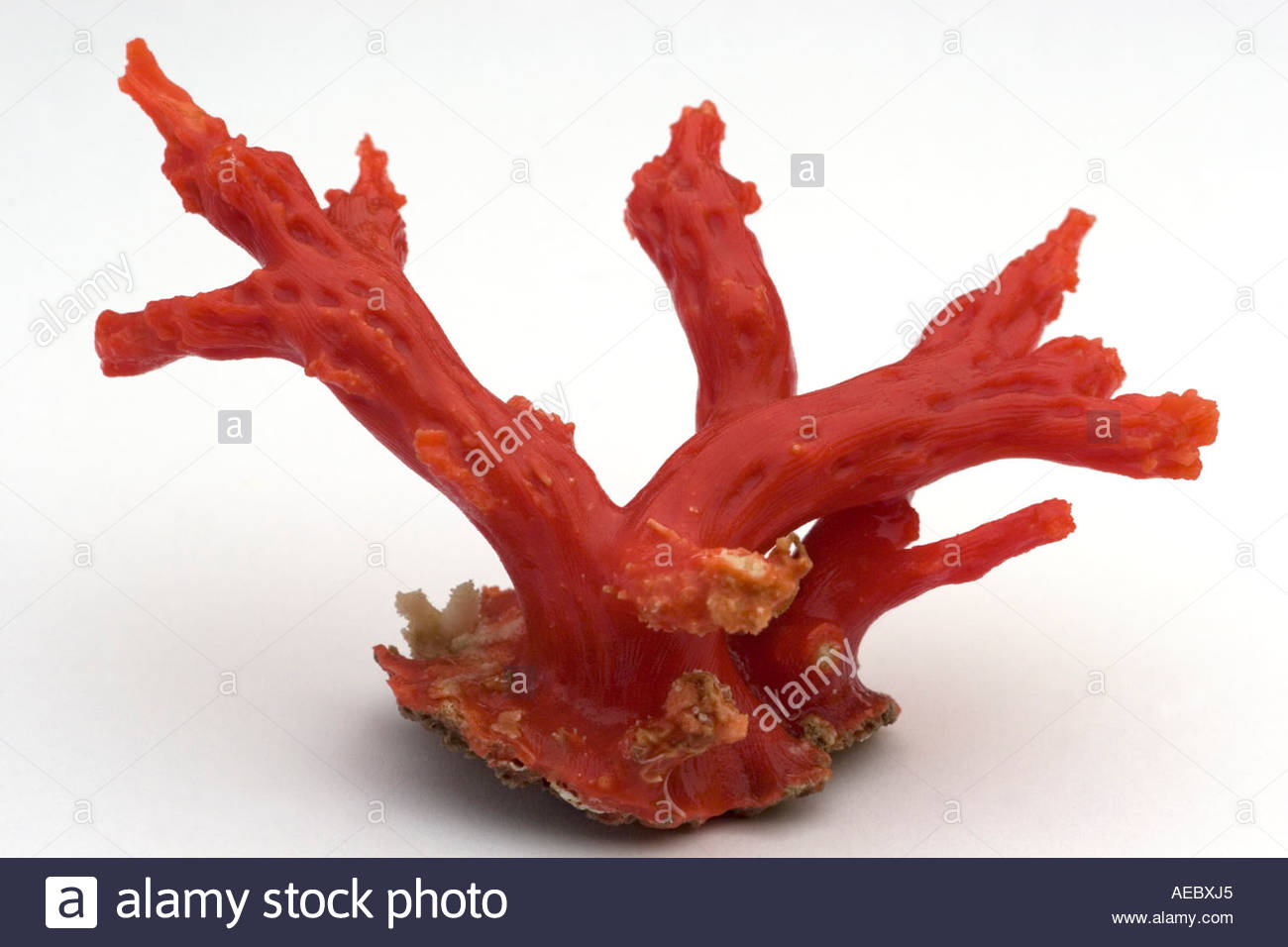 Mediterranean Red Coral Corallium Rubrum On White Background