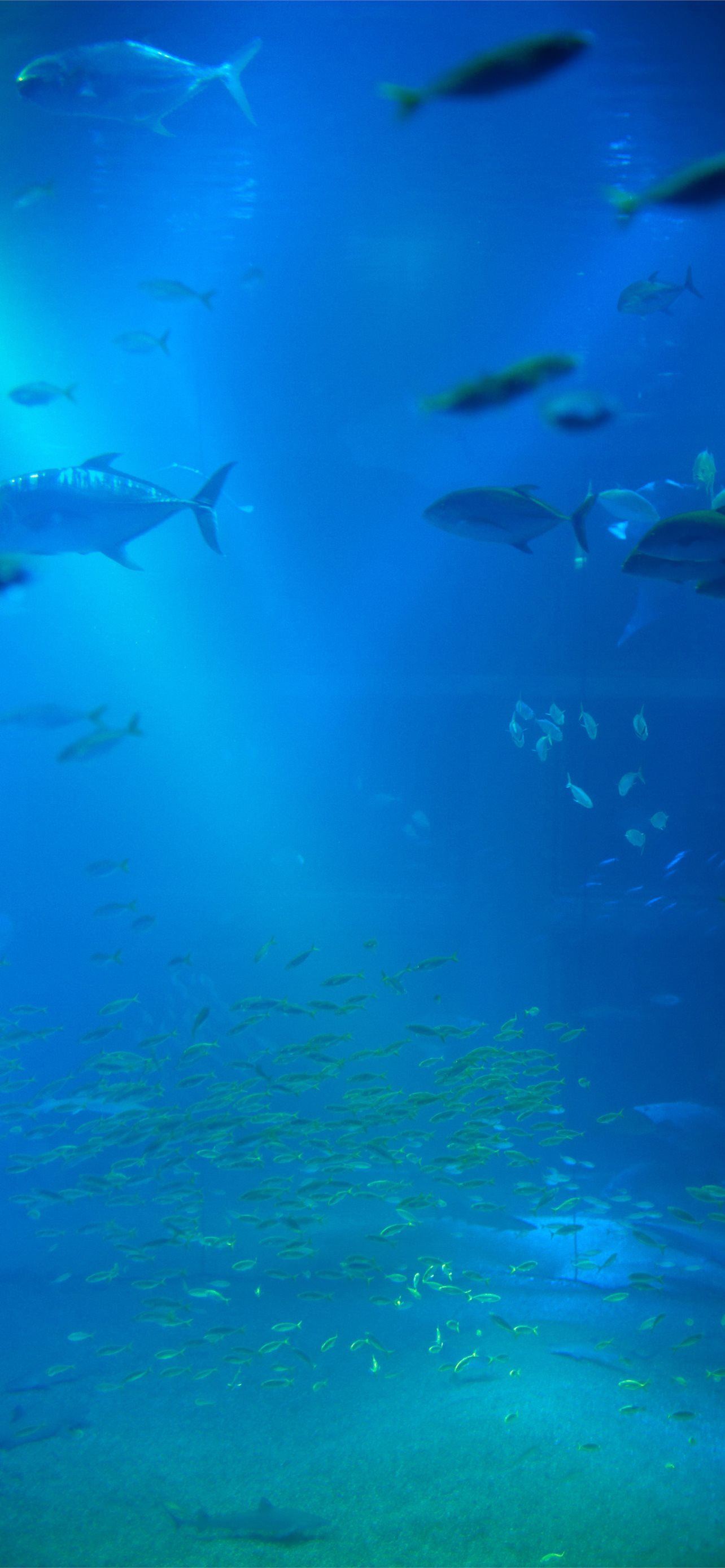 Fish Tank Wallpaper For iPhone
