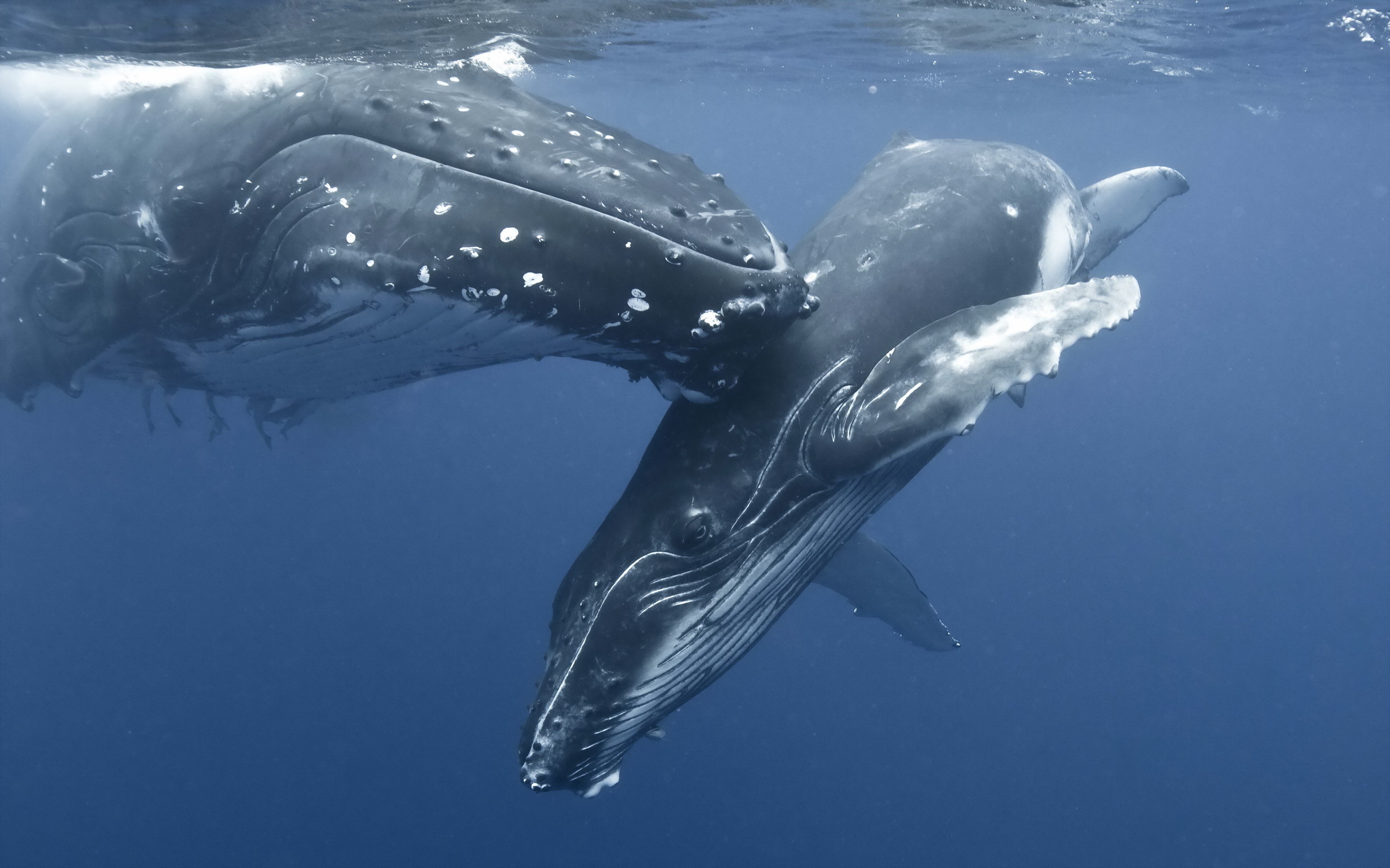 Whales Wallpaper Animal Whale And