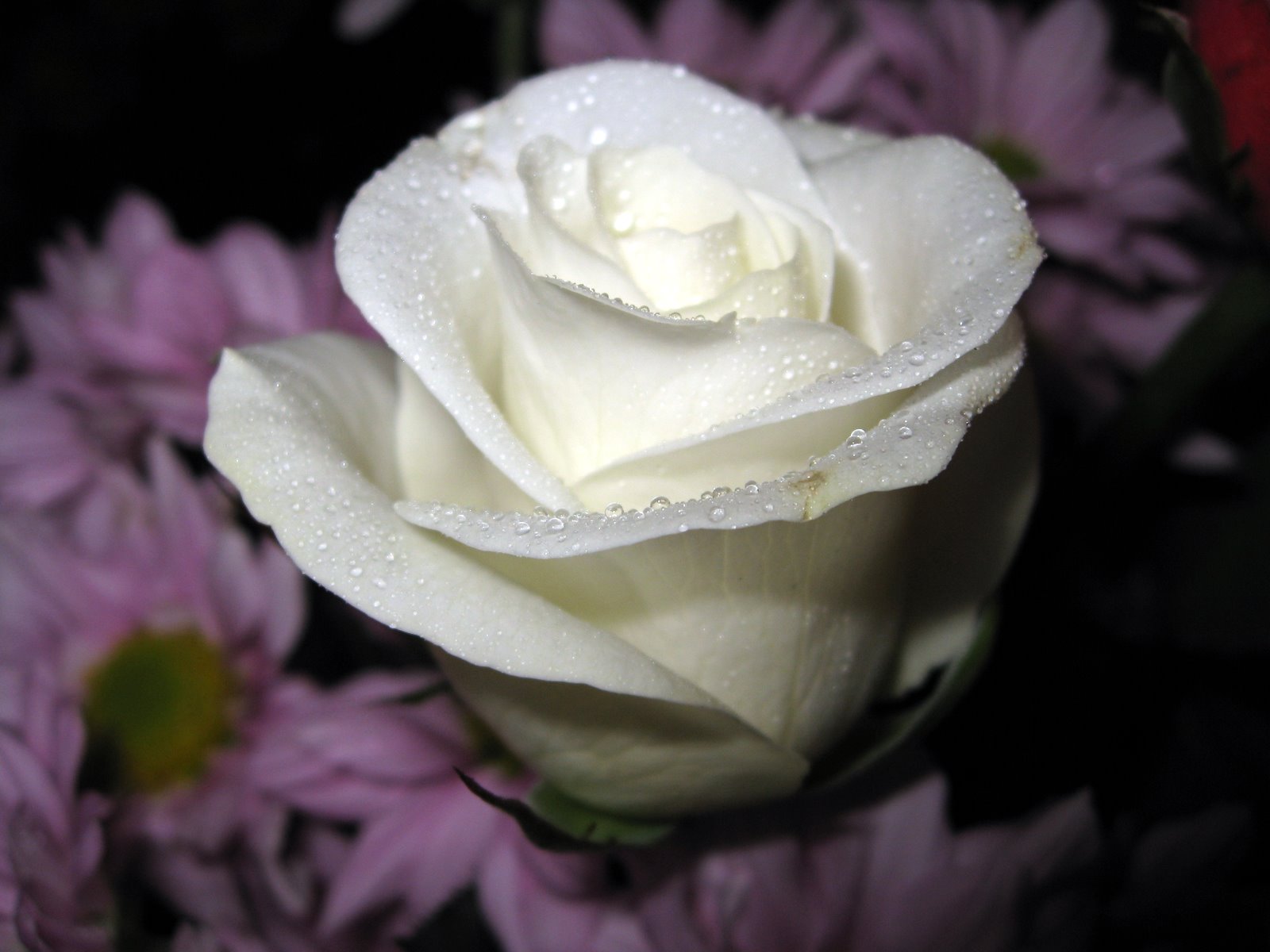 Free Download Flowers For Flower Lovers White Rose Desktop Hd
