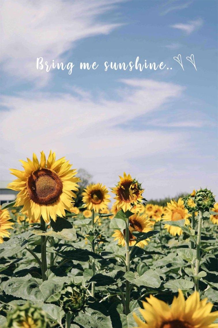 Blue Sky Sunflower Field Bring Me Sunshine iPhone Wallpaper