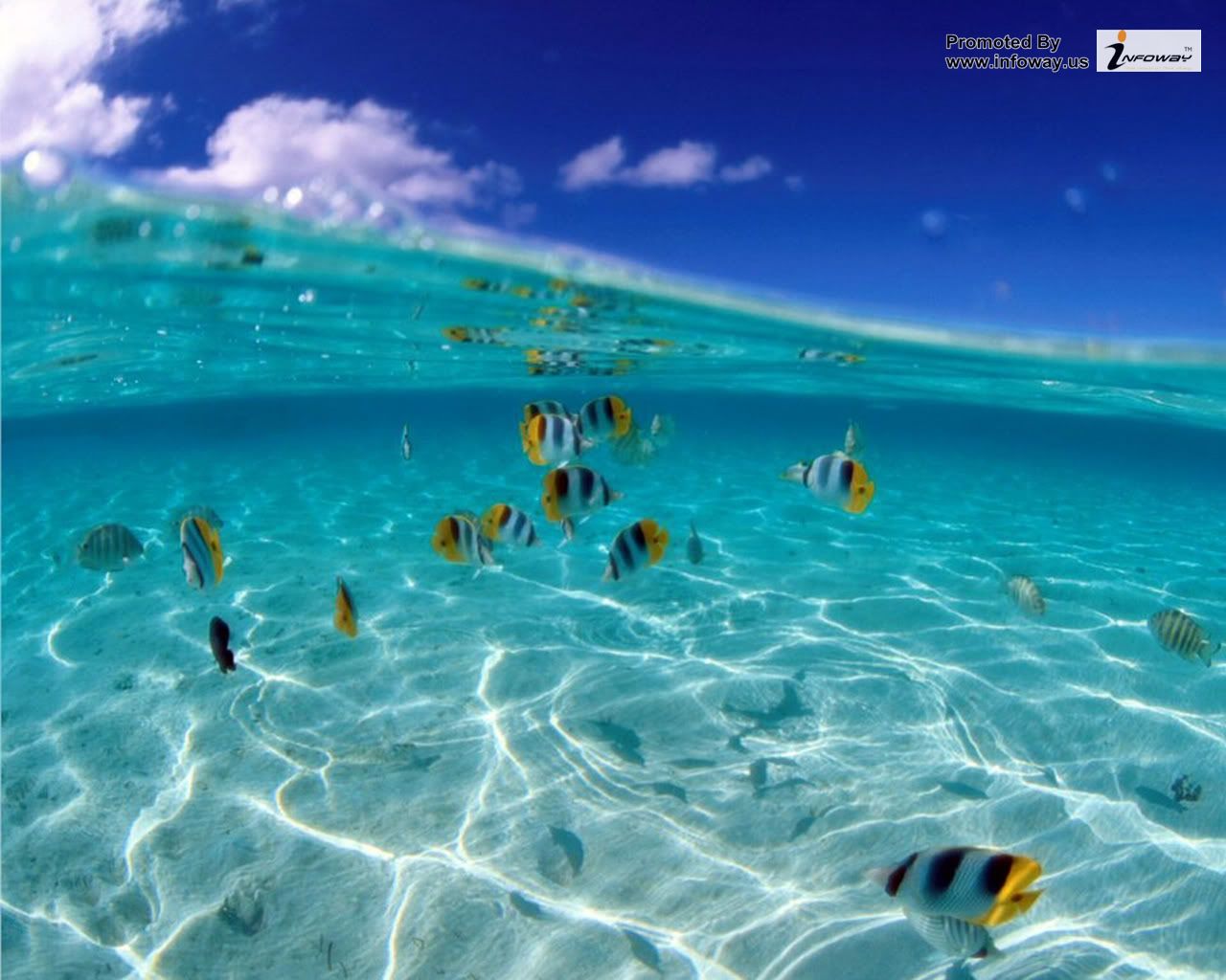 HD Wallpaper Animated Fish Tropical Desktop