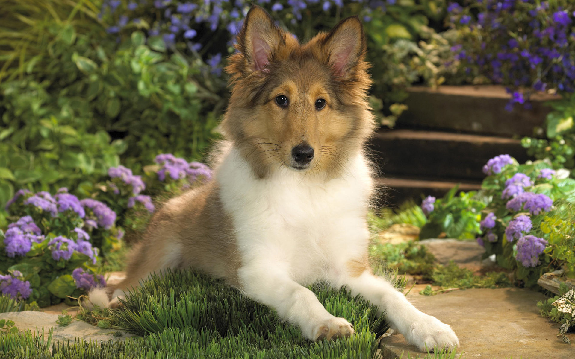 Collie puppy wallpapers and images   wallpapers pictures photos