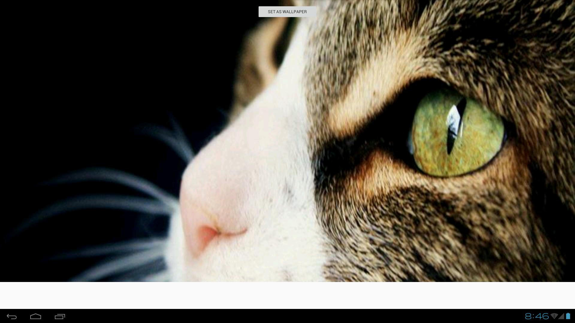 Ocicat Cats Wallpaper For Android Apk