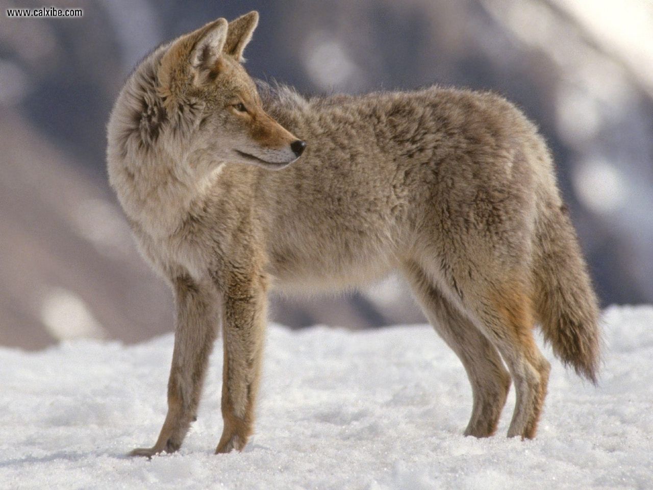 HD Wallpaper Coyote