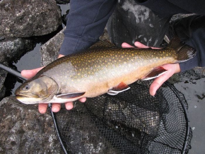 Trophy Brook Trout Pictures 700x525