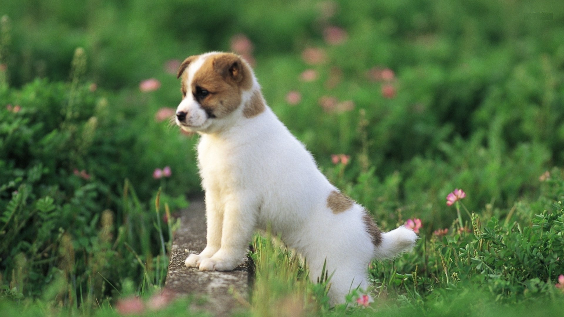 An adorable white and tan puppy sits in a green field with small pink flowers, its head slightly tilted in curiosity