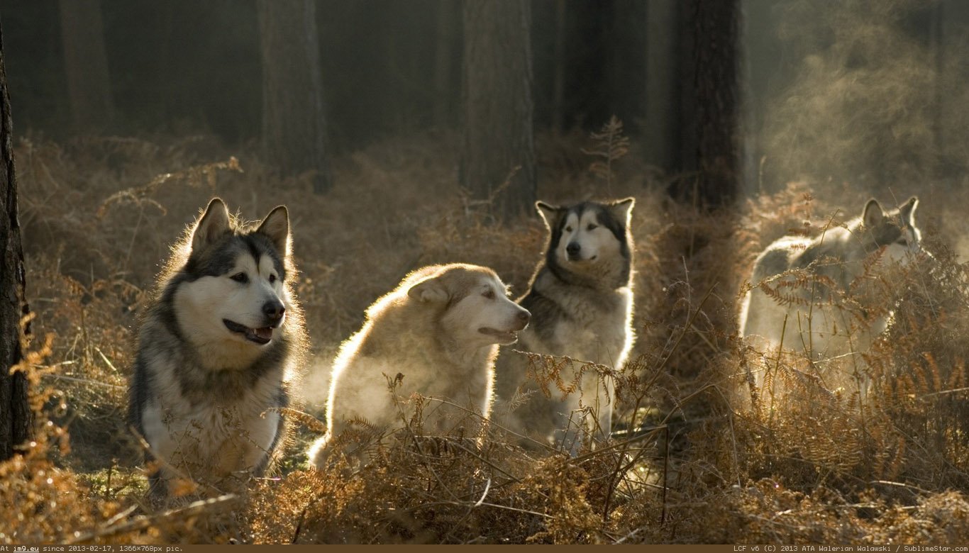 Pack Of Wolves Wallpaper Desktop Background