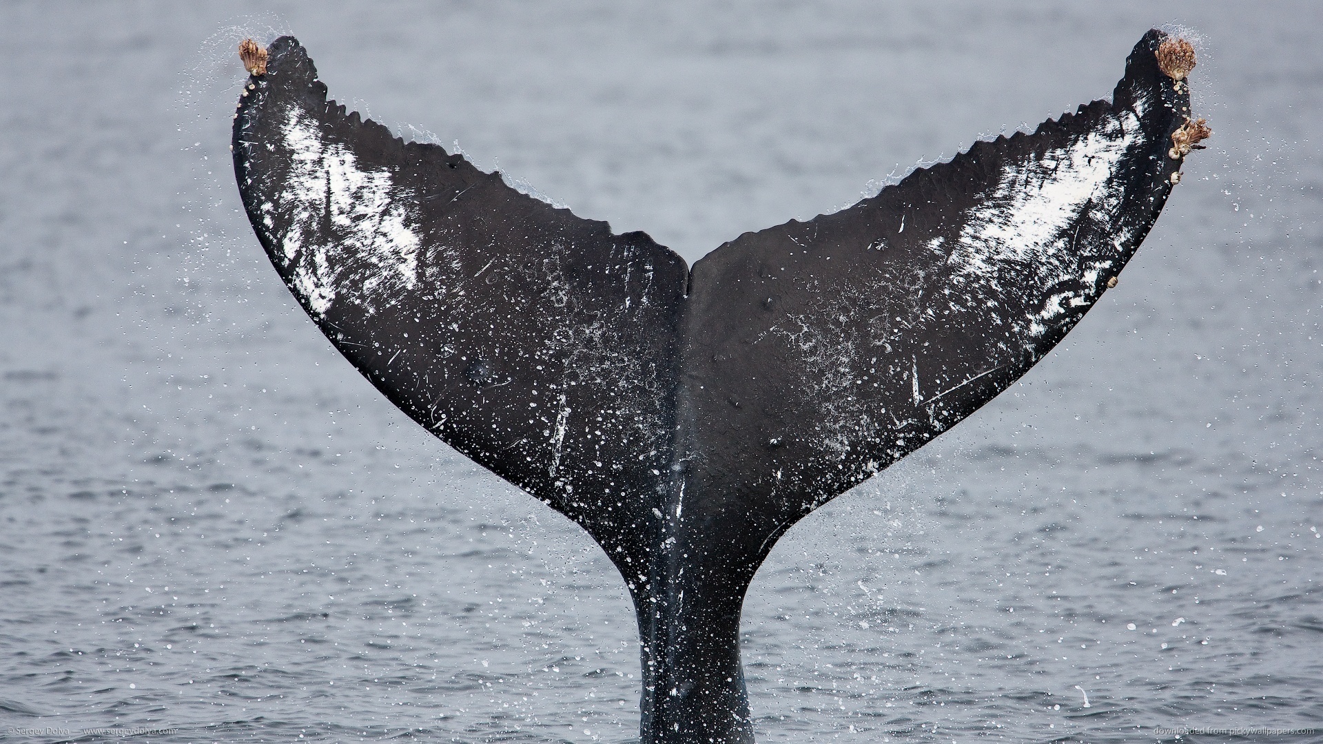 Welches Image Hat Whale Tail Bewertungen Nachrichten Such Trends