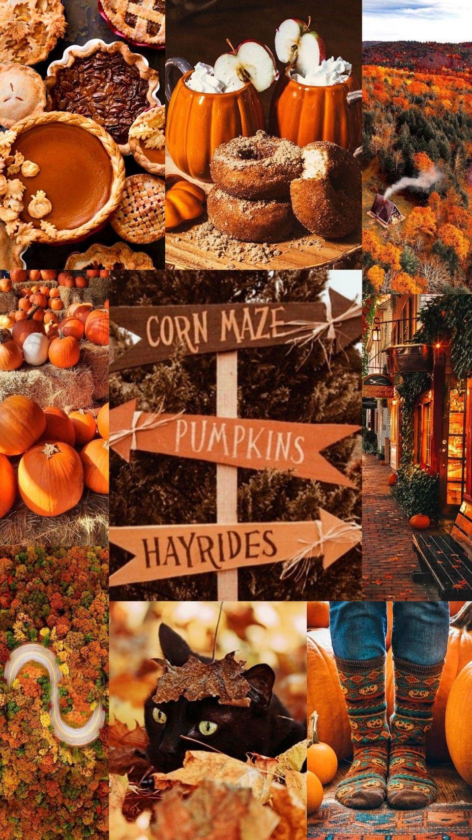 Cute Brown Aesthetic Wallpaper For Phone Orange Autumn