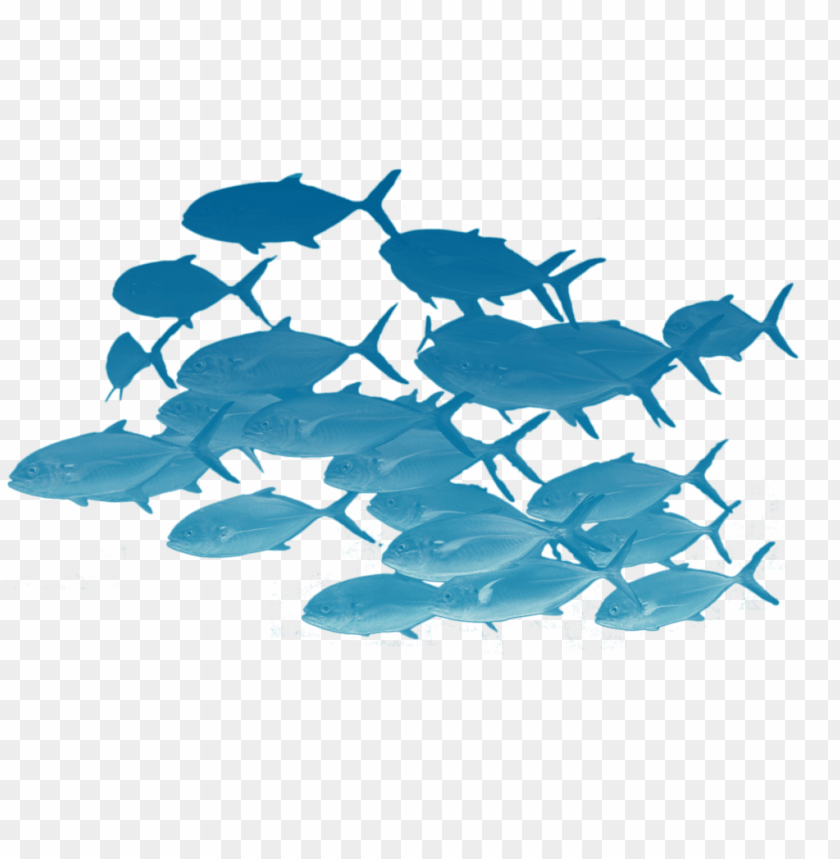 School Of Fishes Png Fish Transparent Image With