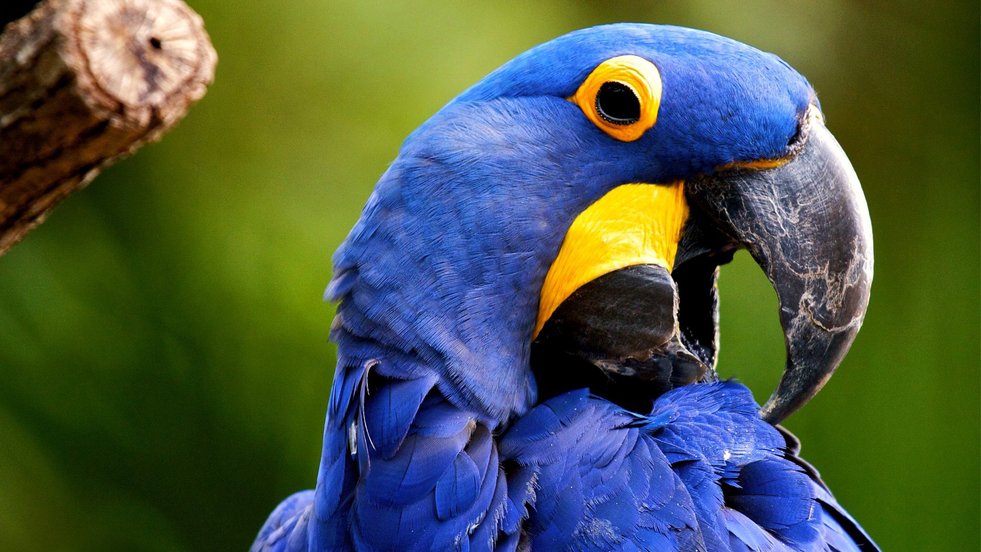 Macaws are beautiful brilliantly colored members of the parrot family