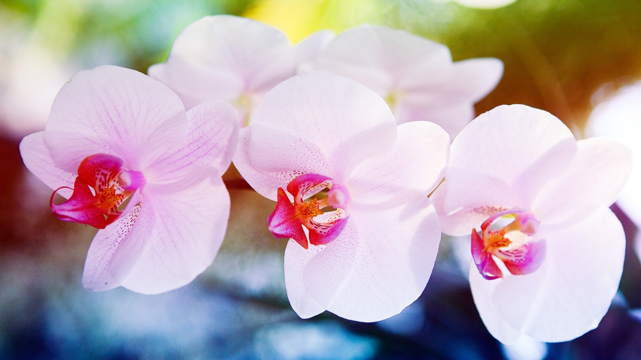 Pink Orchid Flower Wallpaper White Flowers