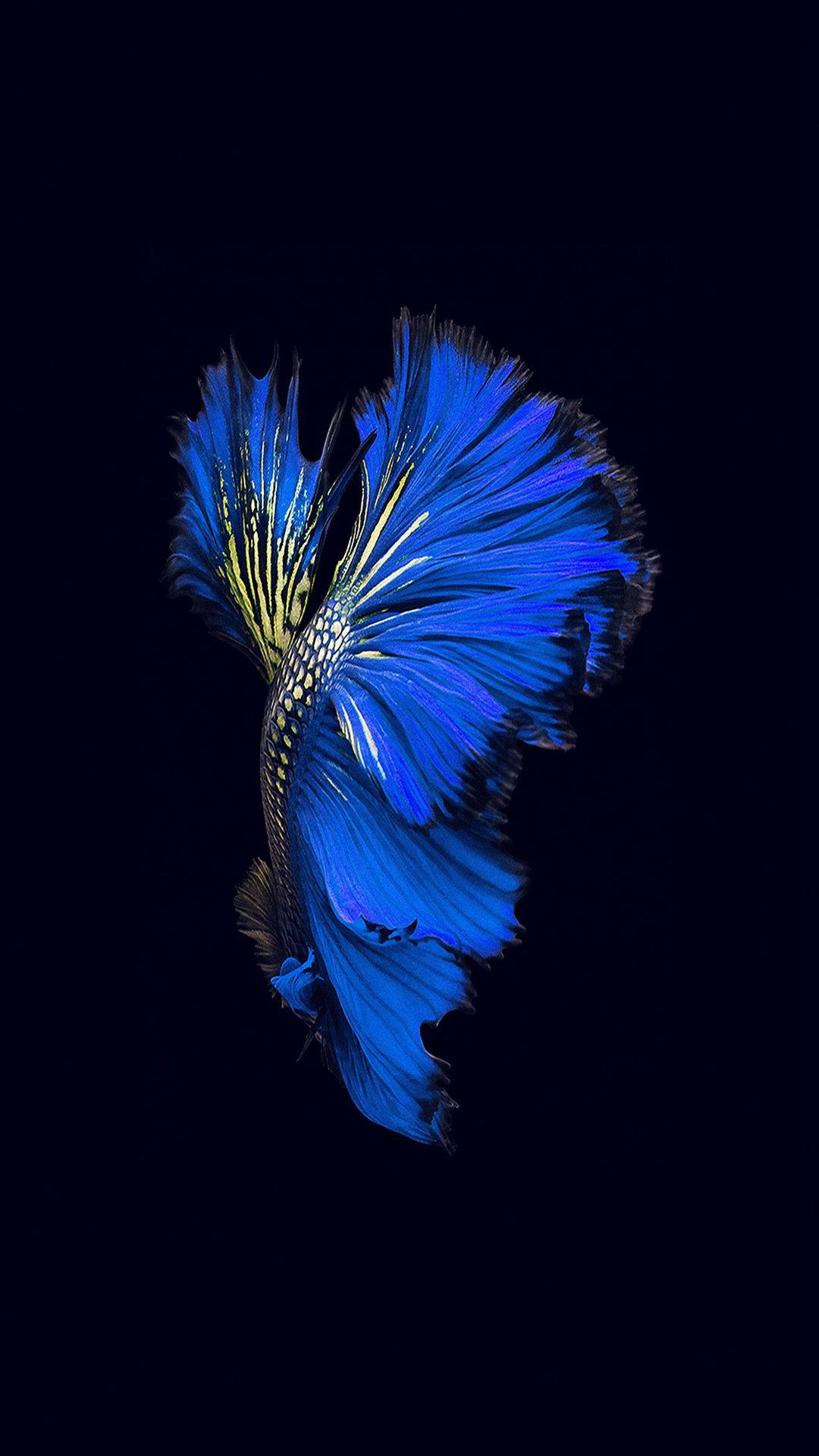 Dark Blue iPhone Wallpaper